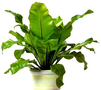 Bird's Nest Fern